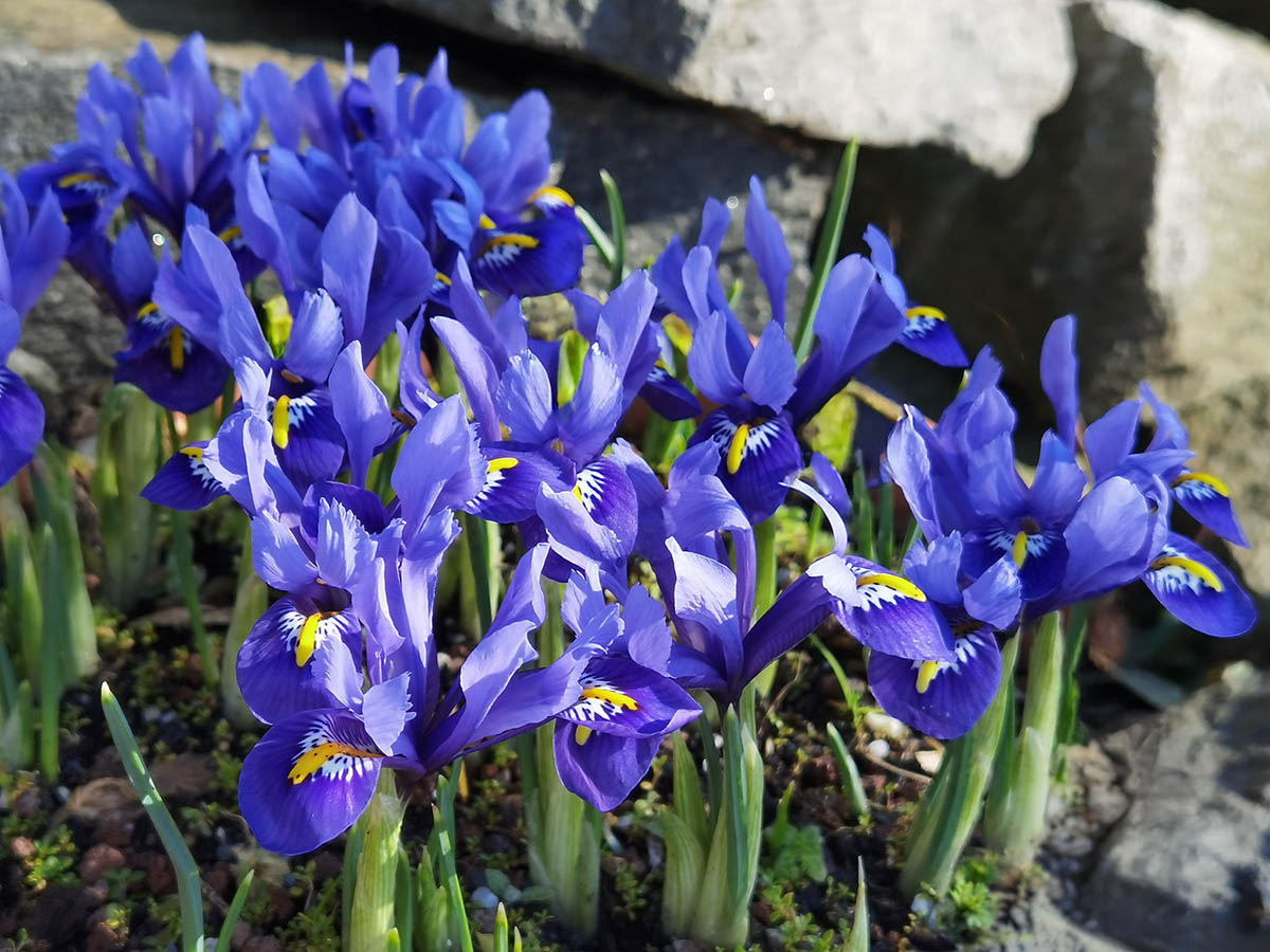Iris reticulata 7
